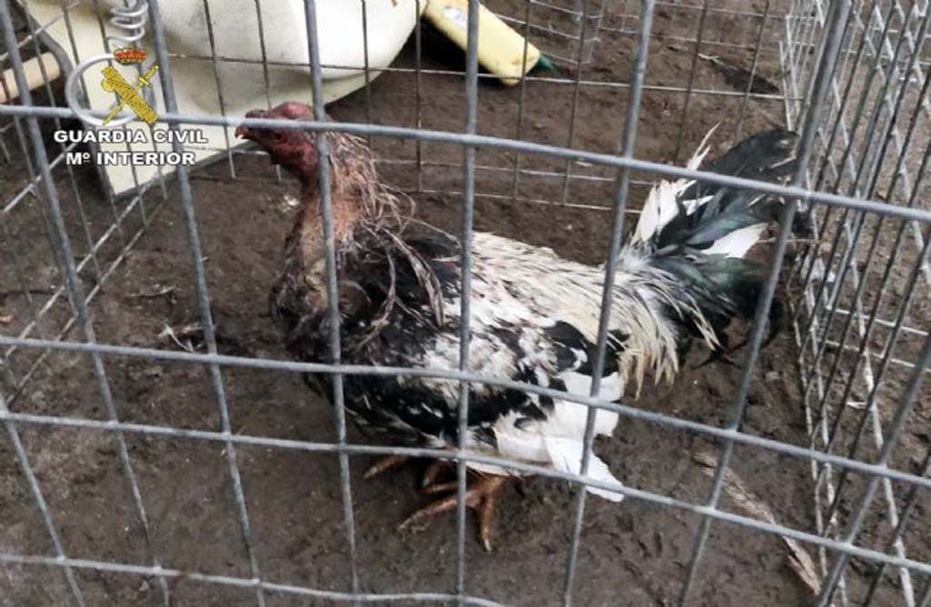 Desmantelado en el municipio deTotana un tentadero ilegal dedicado a peleas de gallos 