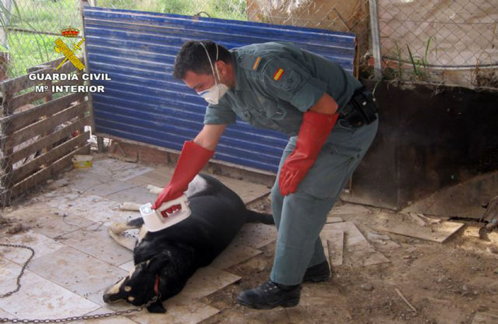 La Guardia Civil detiene al presunto autor de ahorcar y envenenar a unos perros en Librilla