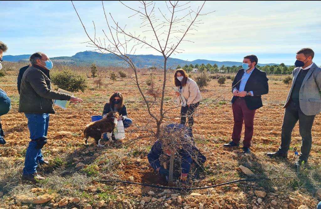 El cultivo experimental de trufa negra ofrecen nuevas posibilidades de desarrollo a zonas despobladas de la Regin