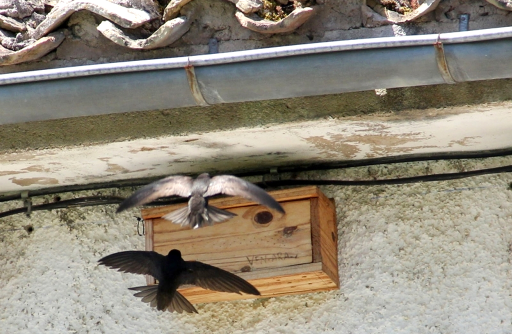 Se pedirn medidas para la conservacin de aves insectvoras en las obras de construccin y rehabilitacin de edificios